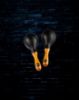 Picture of MEINL Percussion Concert Maracas - Black